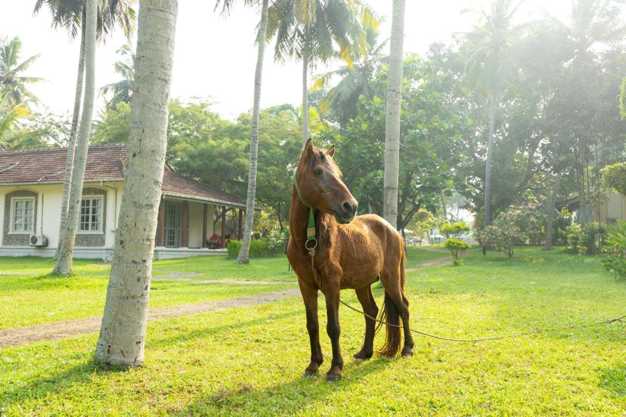 Tamarind Tree Hotel Negombo Buitenkant foto