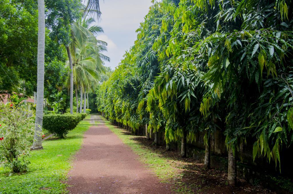 Tamarind Tree Hotel Negombo Buitenkant foto